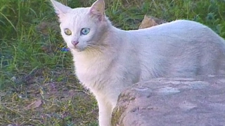 Canis públicos poderão ficar proibidos de sacrificar cães e gatos [upl. by Lenzi266]