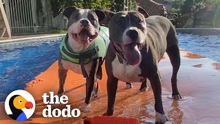 House Full Of Four Rescue Pitties Are Obsessed With The Pool  The Dodo Pittie Nation [upl. by Rozella257]