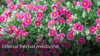 What Are The Health Benefits of Cistus Tea  Linden Botanicals [upl. by Avir]