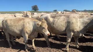 Gilgal Grazing Charolais Cows and Calves [upl. by Etnovaj]