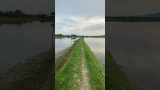 Walking at pilapil fish farm sideMusic echoe at the farm fish pilapil crab bangus [upl. by Smith]