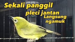 pleci betina birahi memanggil jantan pleci jantan langsung gacor [upl. by Fernandes]