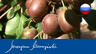 Actinidia  Aктинидия  виды сорта использование  чaсть 1 [upl. by Sivi]