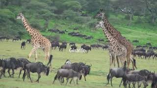 Tanzania Safari Experience By Serengeti Smile [upl. by Gnoy]