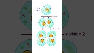 Importance Des divisions Cellulaires Mitose et Méïose science [upl. by Estrin]