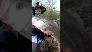 Corvina Gigante capturada no Rio Tietê na artificial fishing shorts fish [upl. by Ynatirb]