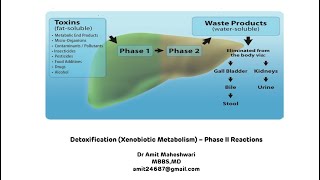 Detoxification  Phase II Reactions  Xenobiotic Metabolism Biochemistry  Part 2 [upl. by Nyletac632]