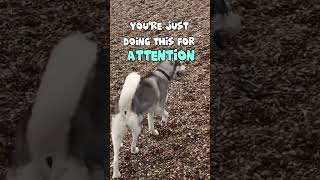 Attention seeking is my name  getting attention is my game  husky lifewithahusky [upl. by Lorianna]