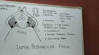 Interpeduncular FossaNeuroanatomy Part 16 [upl. by Yve]