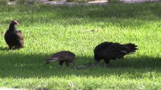 Vultures in Florida [upl. by Anileve]