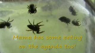 Jumping Spiders Babies Part 3 [upl. by Cohligan]