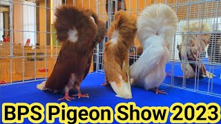 Jacobin pigeons  top 10 rare colour Jacobin pigeon breeds  BPS Pigeon show 2023 [upl. by Ahsenat628]