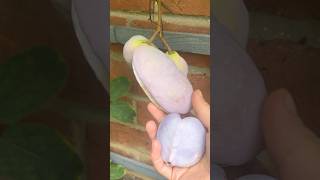 Have you tried Akebia Quinata Hardy in UKStrangest fruit in my garden ready for harvest pinkfood [upl. by Gherlein184]