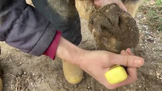 Easy and Effective Home Remedies for Treating Thrush in Horses [upl. by Whitver250]