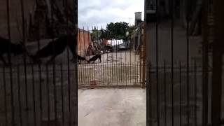 Perros atacan a gato en Burzaco [upl. by Hogle]