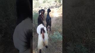 Goats together eating leaves in the desert [upl. by Othello]