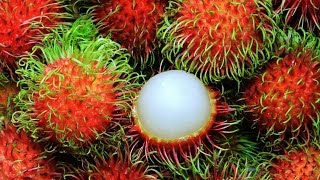 The Super Fruit Rambutan [upl. by Haymo]