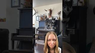 In your opinion does he have potential 😁 piano dog puanodasha musician reaction [upl. by Sugihara845]