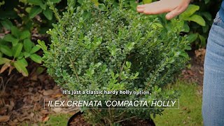 Plant Substitution Options for Landscapers Crenata Compacta Holly Comparison [upl. by Teufert]