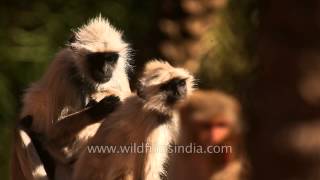 Grey langurs deticking each other [upl. by Adlev]