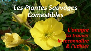 🌻 LOnagre reconnaître amp utiliser cette Plante Sauvage Comestible [upl. by Fredette487]