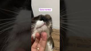 Diferença de um gato autista para um gato normal gato autismo [upl. by Marie]