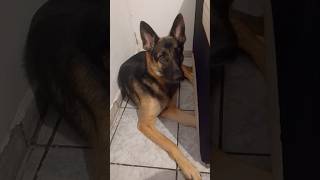 Nem nem mimado 😂 mãedepet pet cachorros germanshepherd pastoralemao [upl. by Ahsietal]