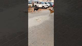 🐕‍🦺 dogs fight funny video reels 🤣dog funny videos 2024shortsfeeds shortsyoutubeshortsdogsfight [upl. by Yrrag]