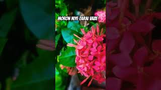 Pathorer prithibite kancher ridoy shakilajafar banglamoviesong banglapopularsong nature foryou [upl. by Natsyrt]