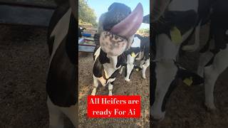 All Heifers are ready for Ai heifer cattle cow cowfeeding farming hfcow cattlefeed dairyfarm [upl. by Maxa]