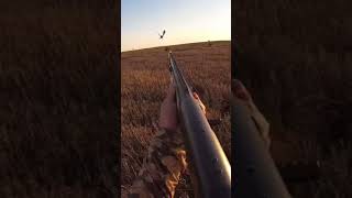 Pheasant hunt in South Dakota [upl. by Tnirb]