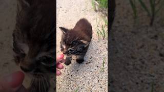 They found this kitten stranded cat kitty kitten [upl. by Loralie663]