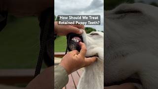 How To Treat Retained Puppy Canines Teeth  Persistent Deciduous Teeth [upl. by Lohner582]