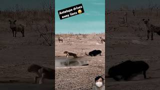 antelope amazingly drives away lions 🤣 lion antelope survival wild wildlife [upl. by Farrel360]