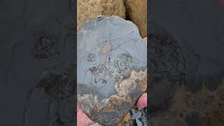 Compressed Ammonite Fossils eroding on thin shale Rock 🌫 fossilhunting fossils shorts ammonite [upl. by Helmut]