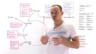 Introduction to glucogenic and ketogenic amino acids [upl. by Eboj]