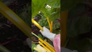 Harvesting Swiss chard grown in tubs farming shorts garden [upl. by John51]