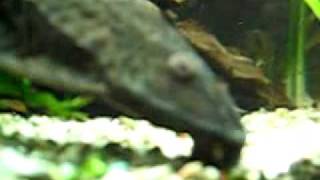 Sailfinned plecostomusGlyptoperichthys gibbiceps [upl. by Aseuqram935]