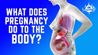 This MindBlowing Animation Shows The Incredible Way A Womans Organs Move During Pregnancy [upl. by Warfourd418]