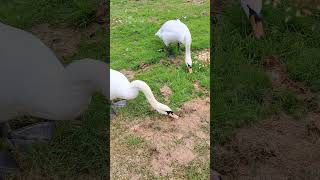 Feeding swans by Severn Arches Sankey canal [upl. by Niattirb]