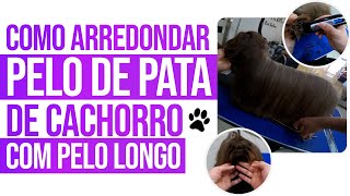 COMO ARREDONDAR PELO DE PATA DE CACHORRO COM PELO LONGO  JUNIOR BORJA [upl. by Ordnasela]