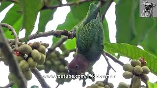 Gorgeous Female BLUERUMPED PARROT Singapore [upl. by Rubliw]