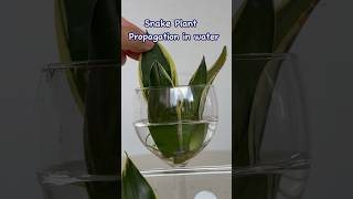 Snake Plant Propagation Leaf Cuttings in Water  Easy Way Snake Plant Leaf Cutting Propagation [upl. by Berni]