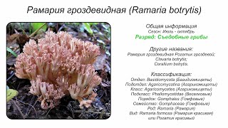 Рогатик гроздевой Ramaria botrytis [upl. by Atiseret241]