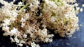 ELDERFLOWER CHAMPAGNE easy recipe [upl. by Hajile921]