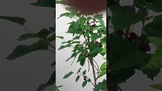 Akka tho saradaga kasepu red berry plant birds [upl. by Greer]