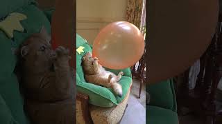 Cat pulling a balloon🎈🎈🎈 ytshorts 😂😂talkingtommasti funny catvideos [upl. by Eannej]