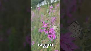 아름다운 털부처꽃 🌸 꽃말과 함께 알아보세요 털부처꽃 Lythrum salicaria 슬픈사랑 깨달음과 평화 꽃구경 [upl. by Eekaz]