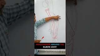 Anastomosis around the elbow joint  full lecture in description anatomy medical mbbs medicine [upl. by Acebber8]