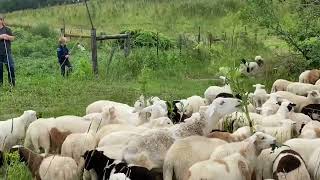 MORE STOCKER CATTLE… SORTING LAMBS… EWES ARE GOING TO GRAZE SOLAR PANELS [upl. by Siro]